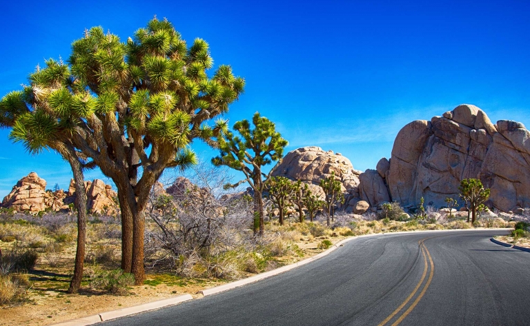 Aventure au coeur du Parc National de Joshua Tree